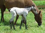 Hope's Filly