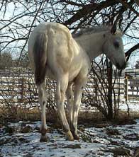 Monty as foal