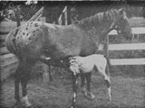 Naponee and 1960 foal, Malheur's Quiviran Naponee