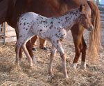 unnamed 2007 leopard filly