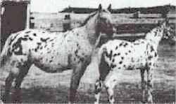 Crusty with foal Navajo's Candy