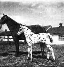 Image as foal