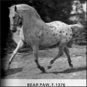Bear Paw F-1376