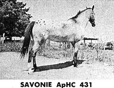 savonief431