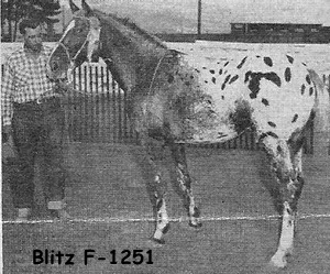 blitzf1251