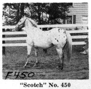 scotchf450