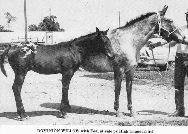 dominionwillow