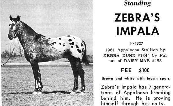 zebrasimpala