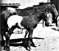 Hubbard's Butterfly and foal
