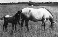 Kiowa Squaw and foal by Apache War Smoke