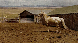 the Newkirk stallion