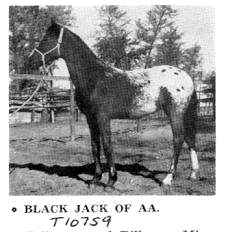 blackjackofaa