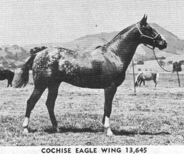 cochiseeaglewing
