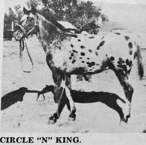 circle n king