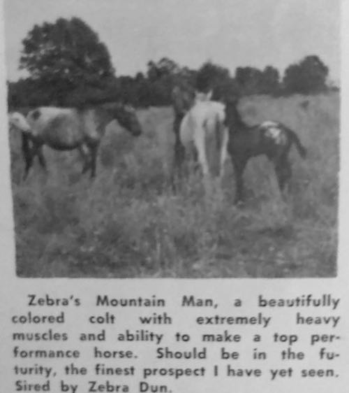 zebras mountain man