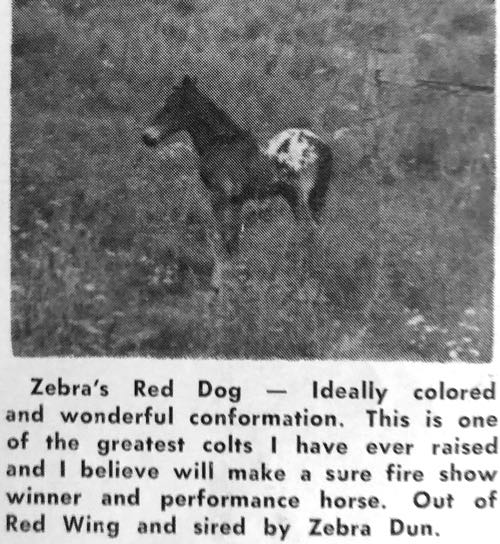 zebras red dog