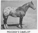 PeacocksCamelot