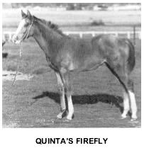 QuintasFirefly