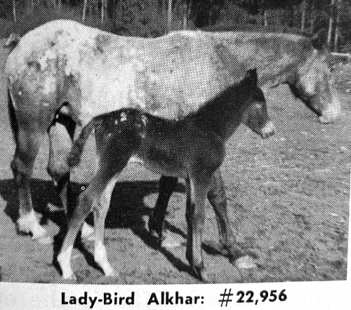 lady bird alkhar