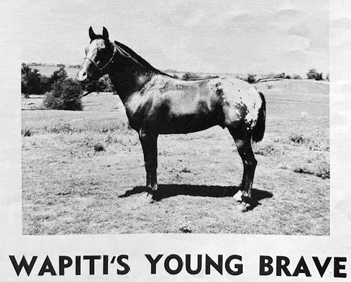 wapitis young brave