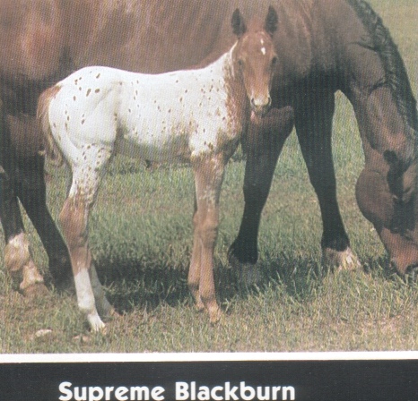SupremeBlackburn