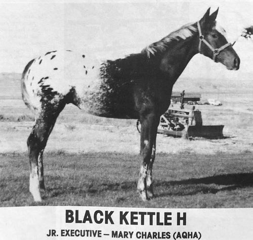 black kettle h