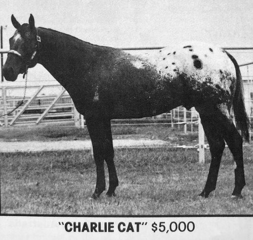 charlie cat