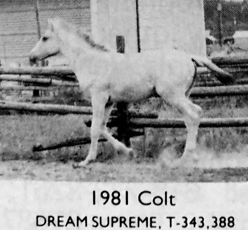 daily news and dream supreme