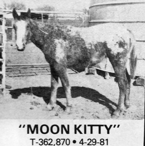 moon kitty