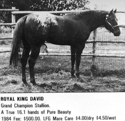 royal king david
