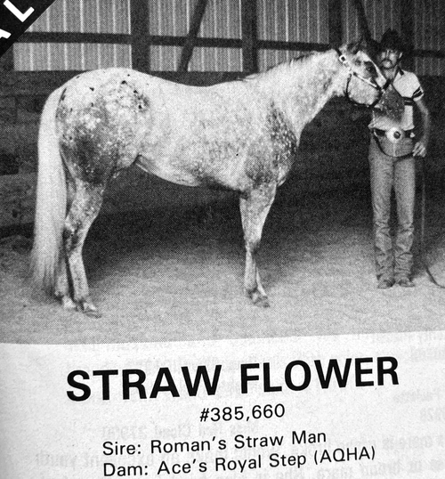 strawflower