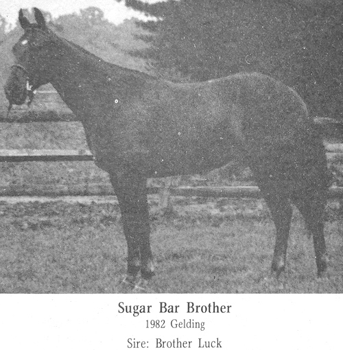 sugar bar brother