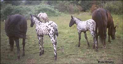 Black mares