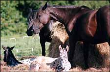 Black mares 2