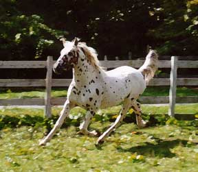 Rambo trot