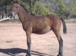SA A atch E Zebra