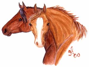 mustangs