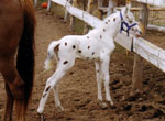My Spots On A High
