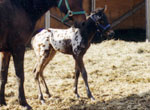 Sunspot Spanky