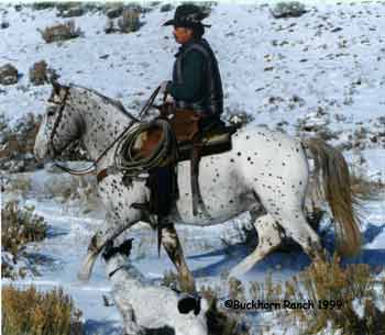 Horse Creek Ranger