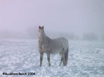 Horse Creek Ranger (snow ranger)