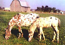 Candy Prints as foal