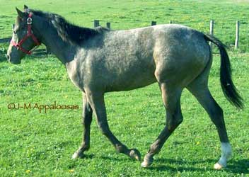 NorthStar Jesiesgirl