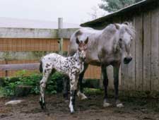 Chinook and Rocky