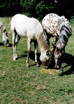 Chinook and Micante
