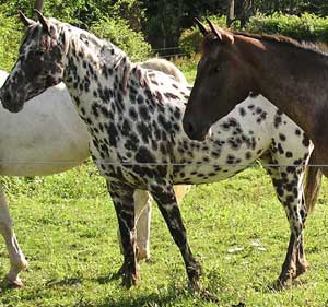 Cocheta