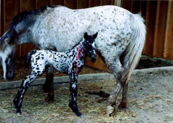 Cocheta as foal