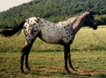 Daser's Dutchess