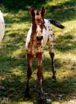 Fancy Fawn