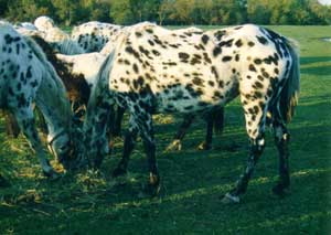 fall herd scene